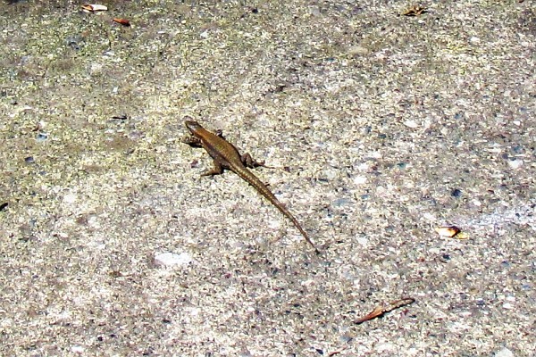 salamander in the Lezhe City Park