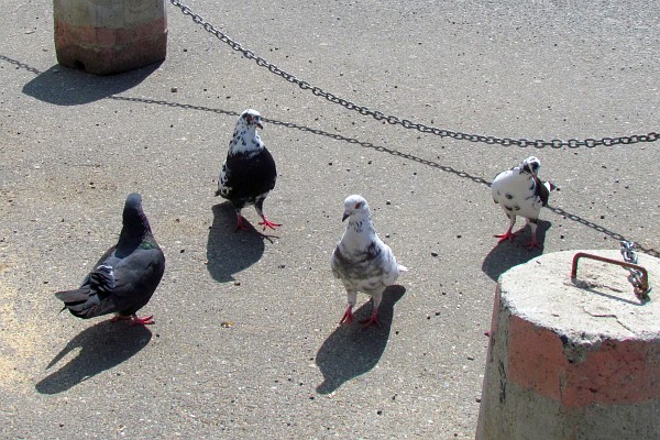 a pigeon "conference"