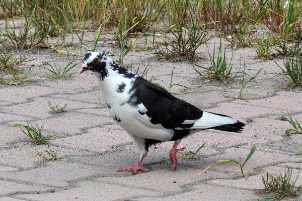 a white and black pigeon