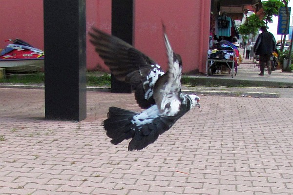 black and white pegeon getting airborne