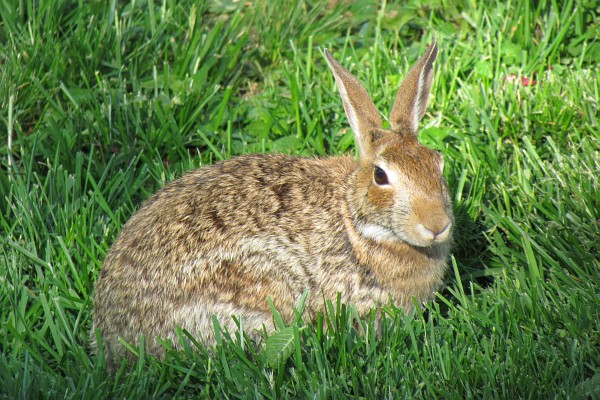 Eastern Cottontail Rabbit lying on the ground