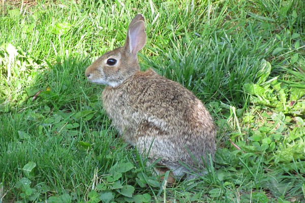 Eastern Cottontail Rabbit sitting on lawn