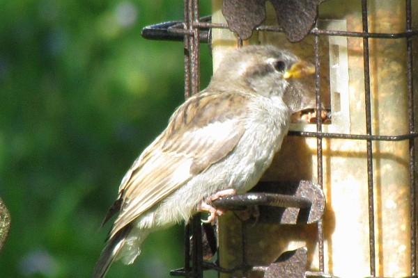 female House Sparrow at a feeder