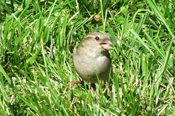 female House Sparrow at lawn looking toward the photographer