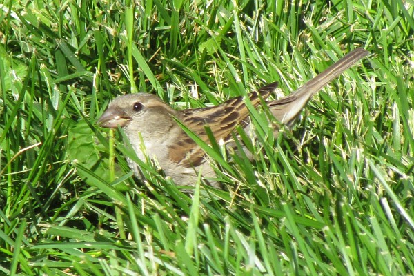 female House Sparrow sideways to photograher
