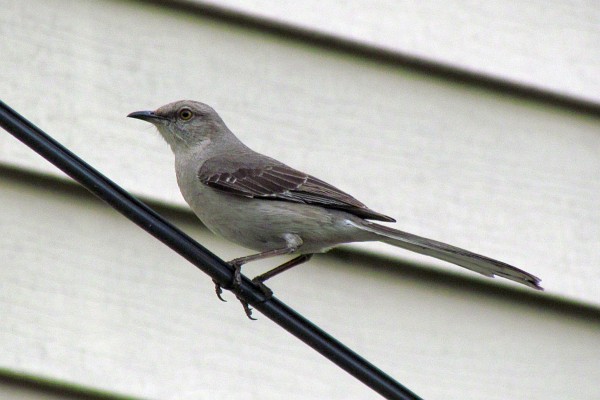 Northern Mockingbird on electrical wire