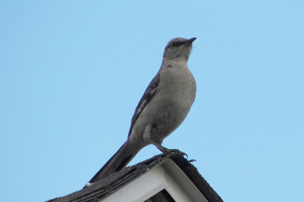 Northern Mockingbird on pak of house