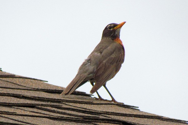 American Robin on our house roof