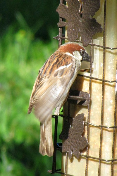 male House Sparrow at the feeder