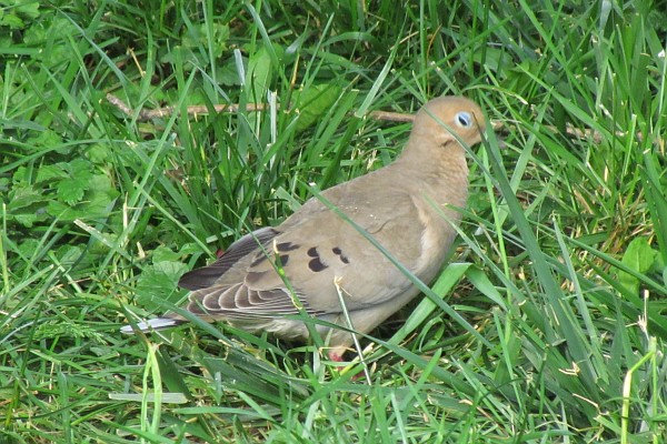 Mourning Dove in grass