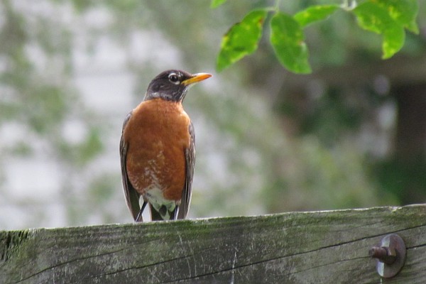 American Robin on a wooden clothes line pole