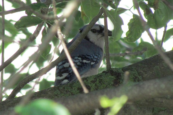 Blue Jay hiding in the ash tree