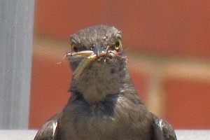 close-up of the mockingbird with nest material in its mouth
