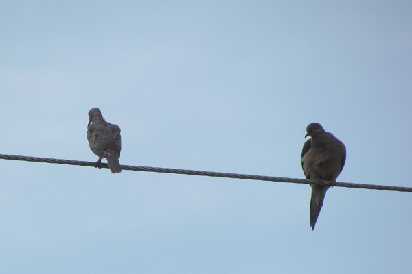 two mourning doves on an electrical wire