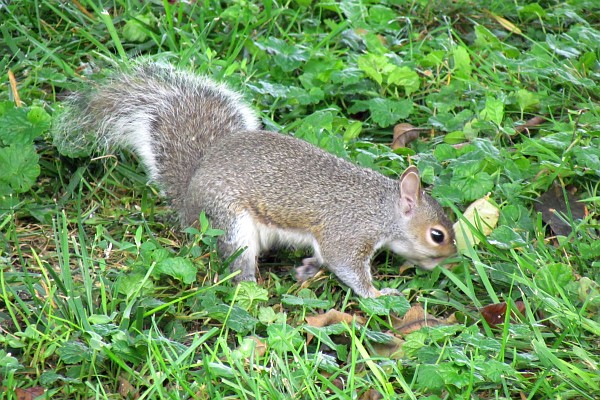 squirrel scampering around looking for food