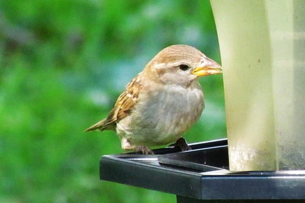 close-up of a sparrow feeding (I)