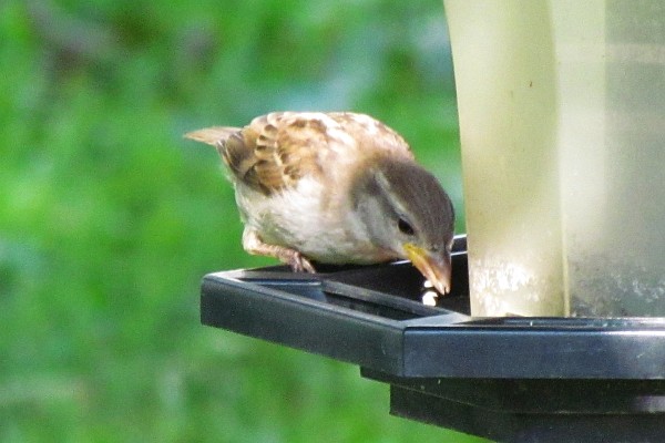 close-up of a sparrow feeding (II)