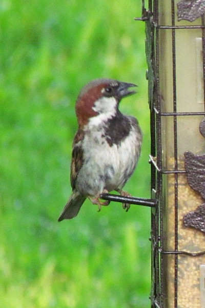 male sparrow feeding
