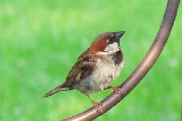 male sparrow on shepherd's crook