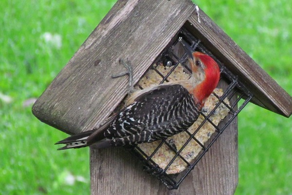 red-bellied woodpecker (I)