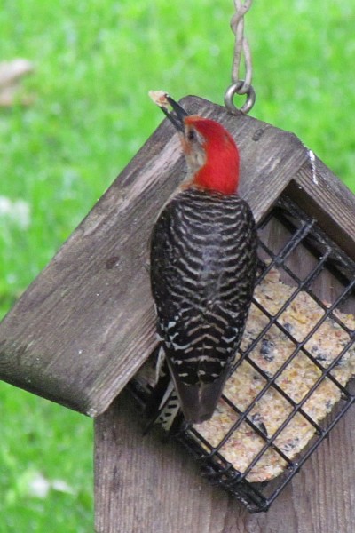 red-bellied woodpecker (II)