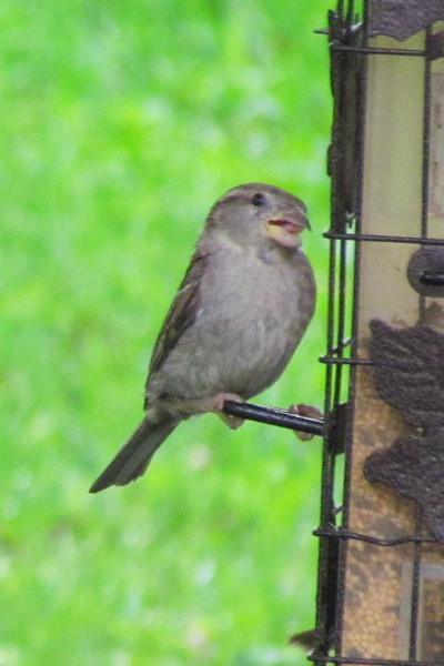female sparrow feeding