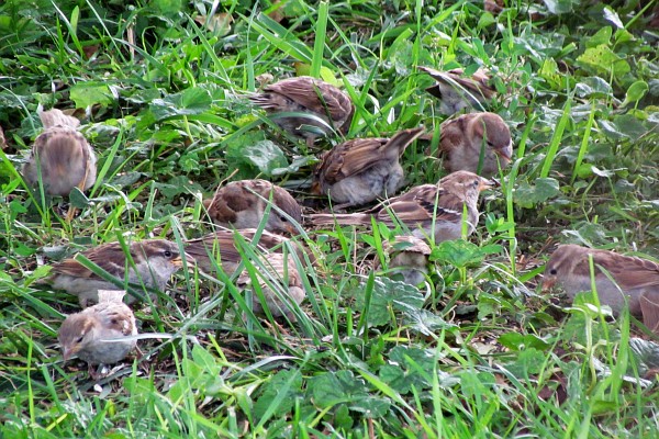 flock of sparrows feeding on ground