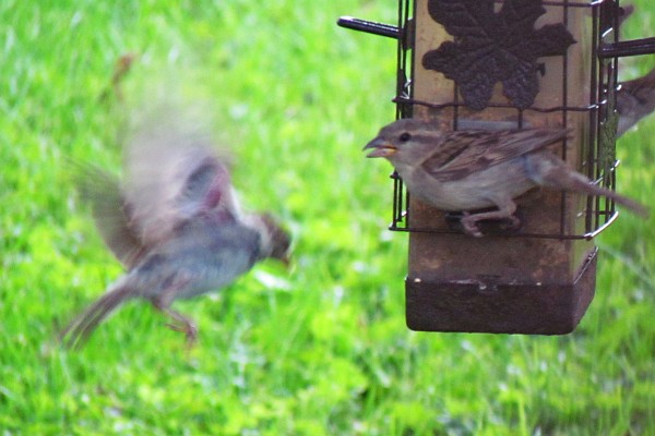 sparrow flying in for a landing