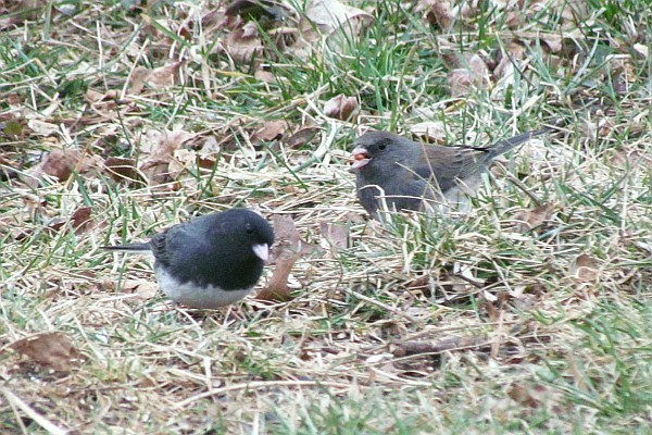 two Juncos on the ground