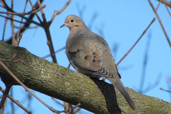 Mourning Dove roosting