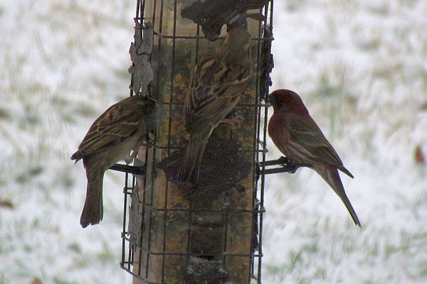 birds at the feeder
