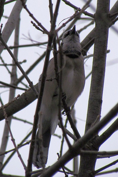 bird in a 30-foot high ash tree