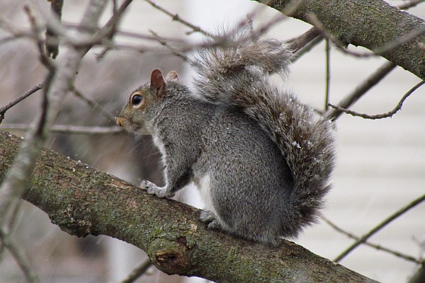 Squirrel pauses as snow begins
