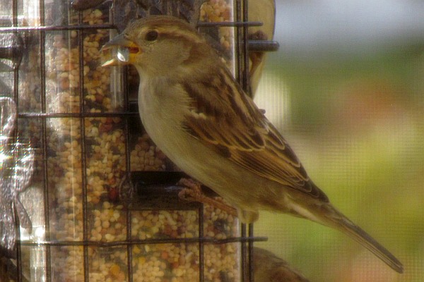 female house sparrow at our feedeer through a window