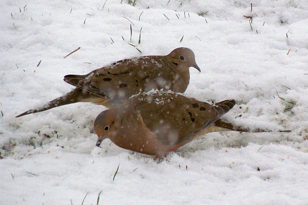 two Mourning Doves in the snow