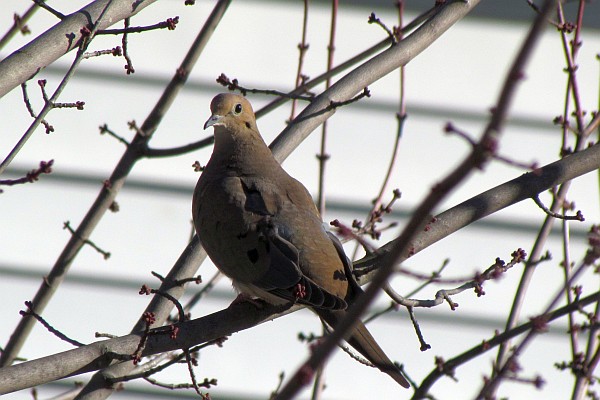 mourning dove in a tree