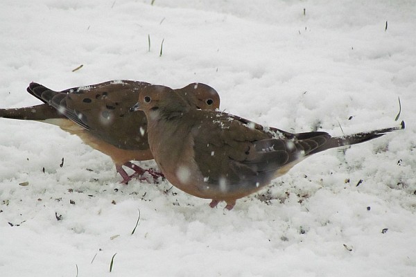two mourning doves