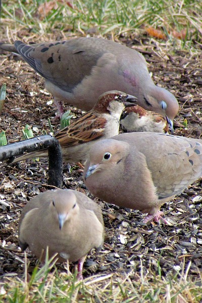 three mourning doves under the feeder