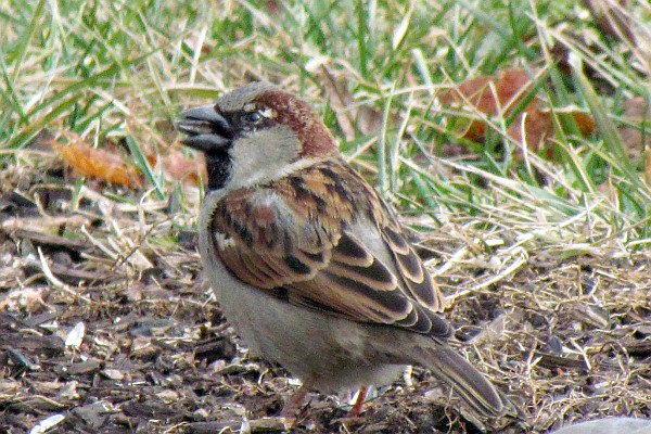 male house sparrow under the feeder