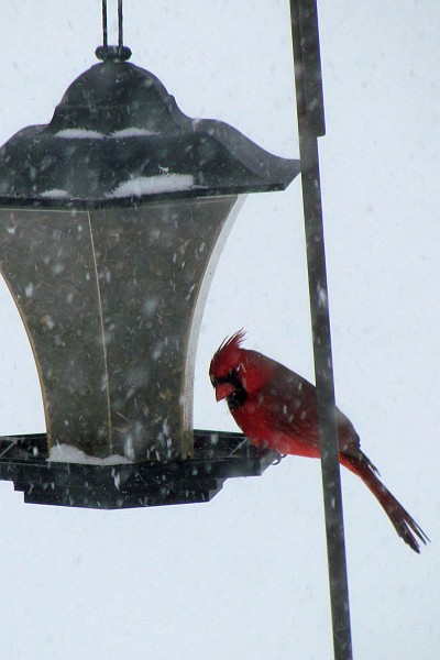 a male cardinal at the feeder while it snowed