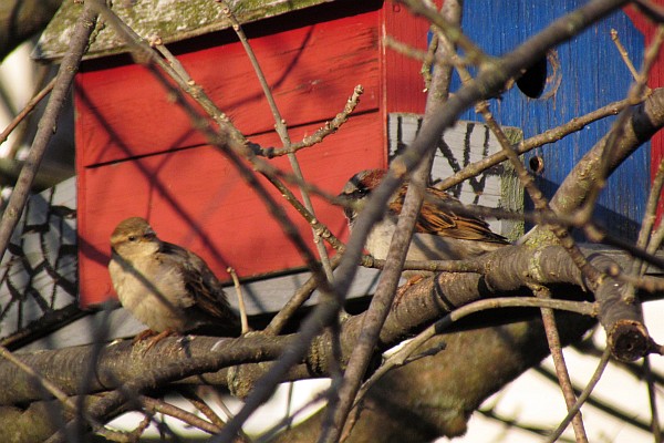 House Sparrow pair near bird house