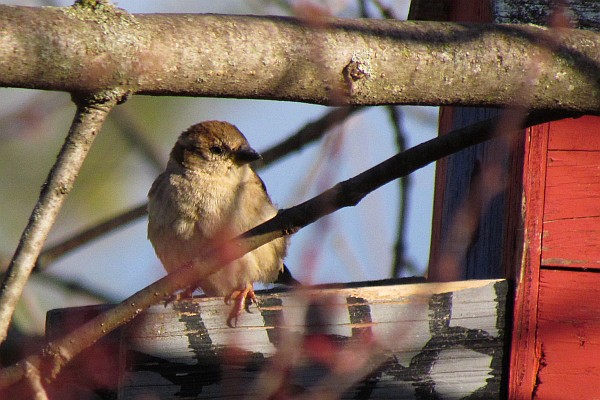 female House Sparrow on the bird house