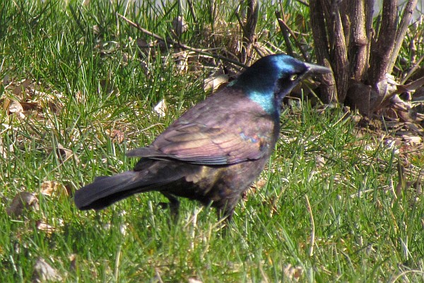 Common Grackle in late afternoon sunshine