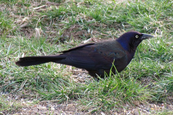 Common Grackle in filtered sunlight