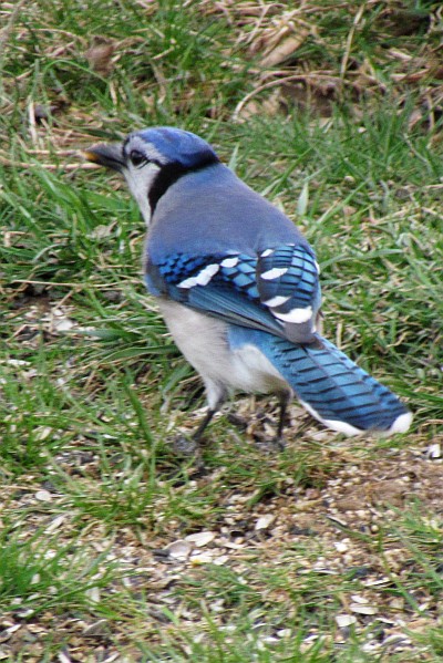 Blue Jay on the ground