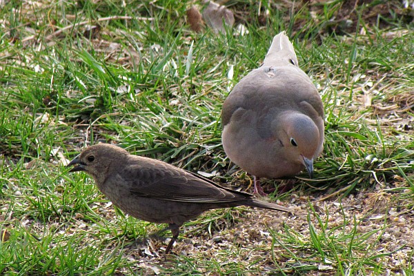 Female Brown-headed Cowbird & Mourning Dove
