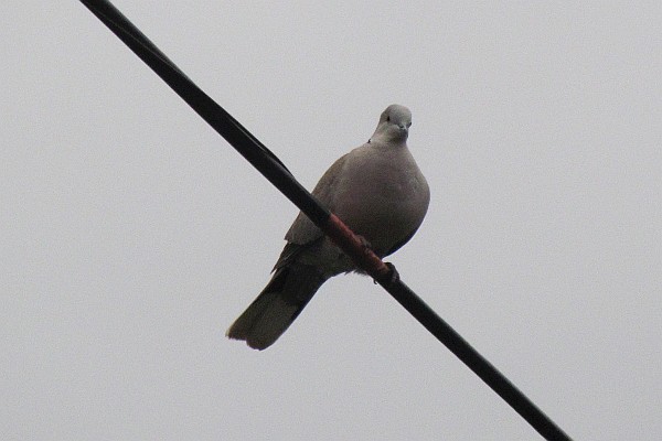 a singgle pigeon on a wire