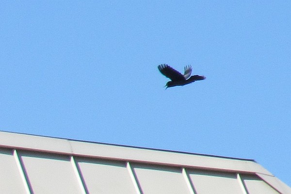 Boat-tailed Grackle in flight