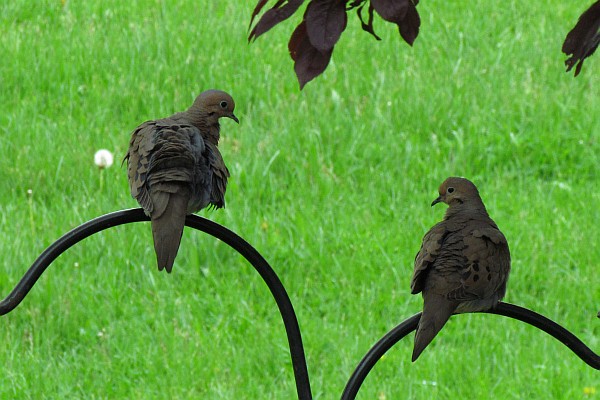 two Mourning Doves