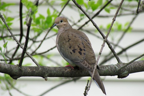 Mourning Dove in a tree